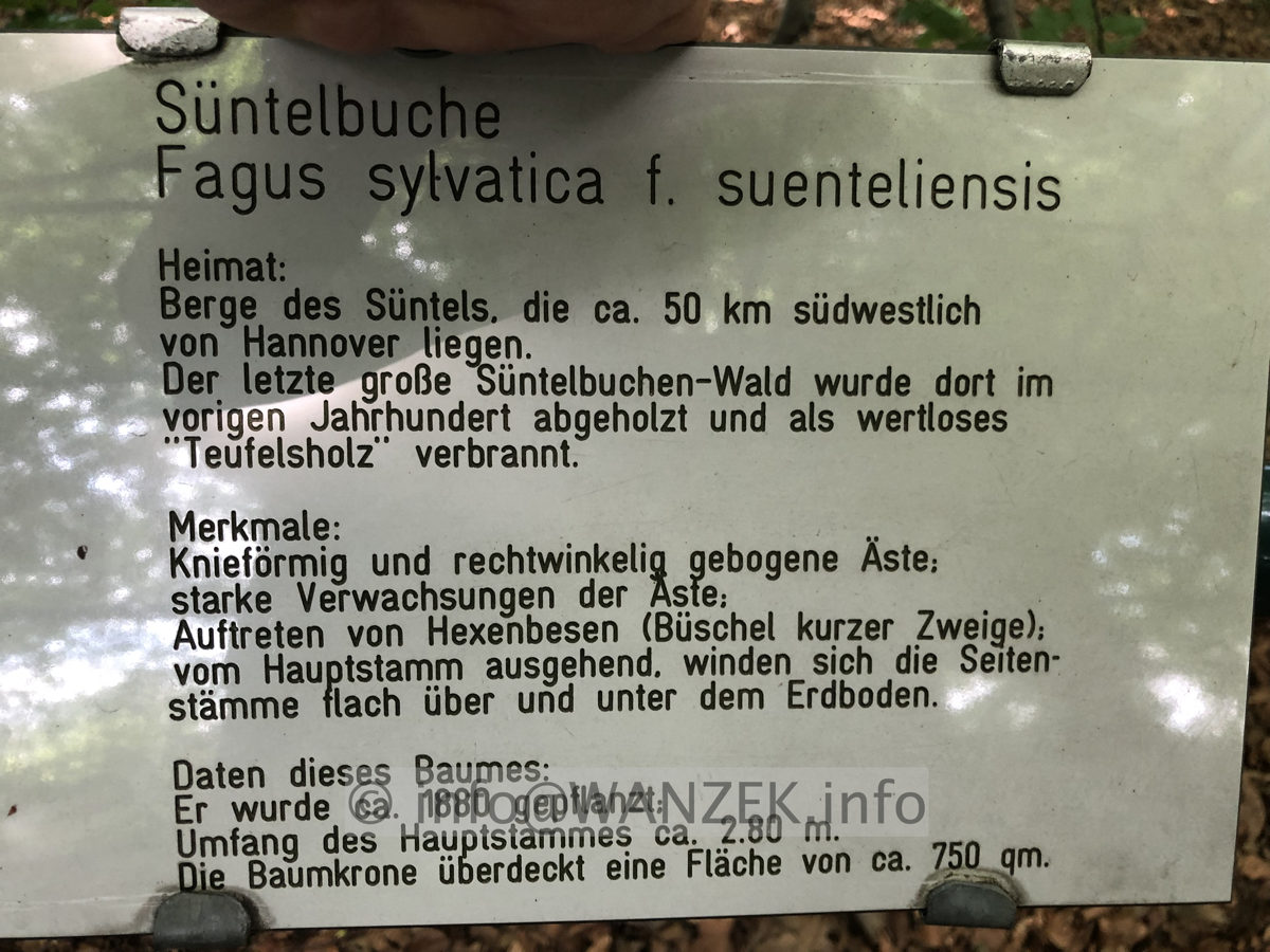Fagus sylvatica Tortuosa (Suentelensis) - Berggarten 00.JPG